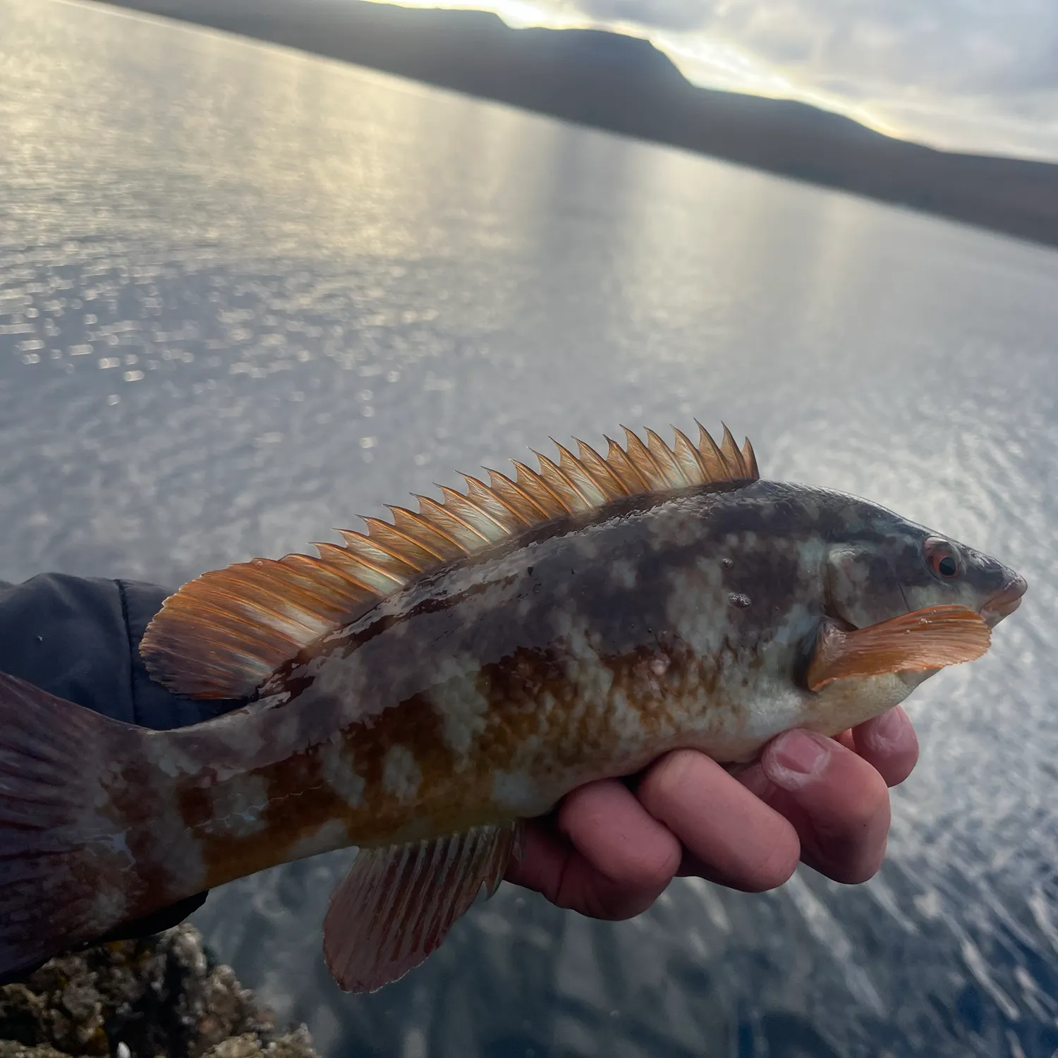 The most recent Ballan wrasse catches on Fishbrain