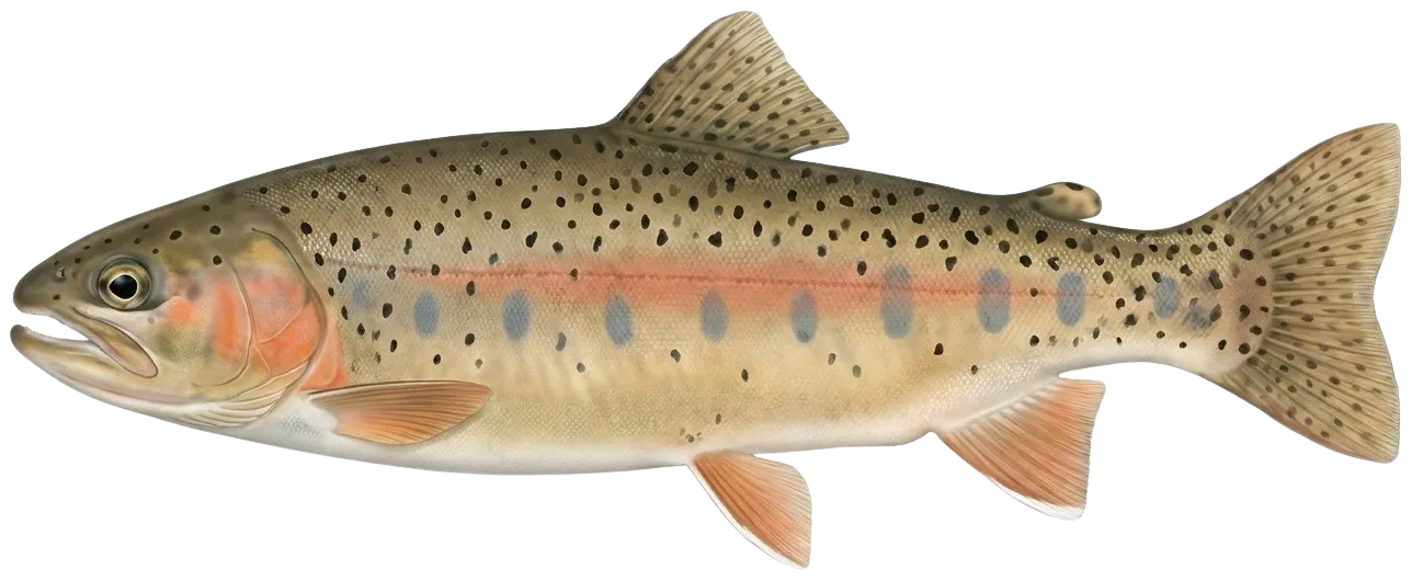 Eagle Lake Rainbow Trout