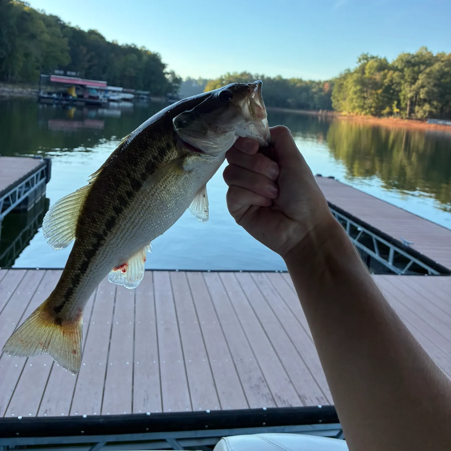 Spotted bass caught on Fishbrain