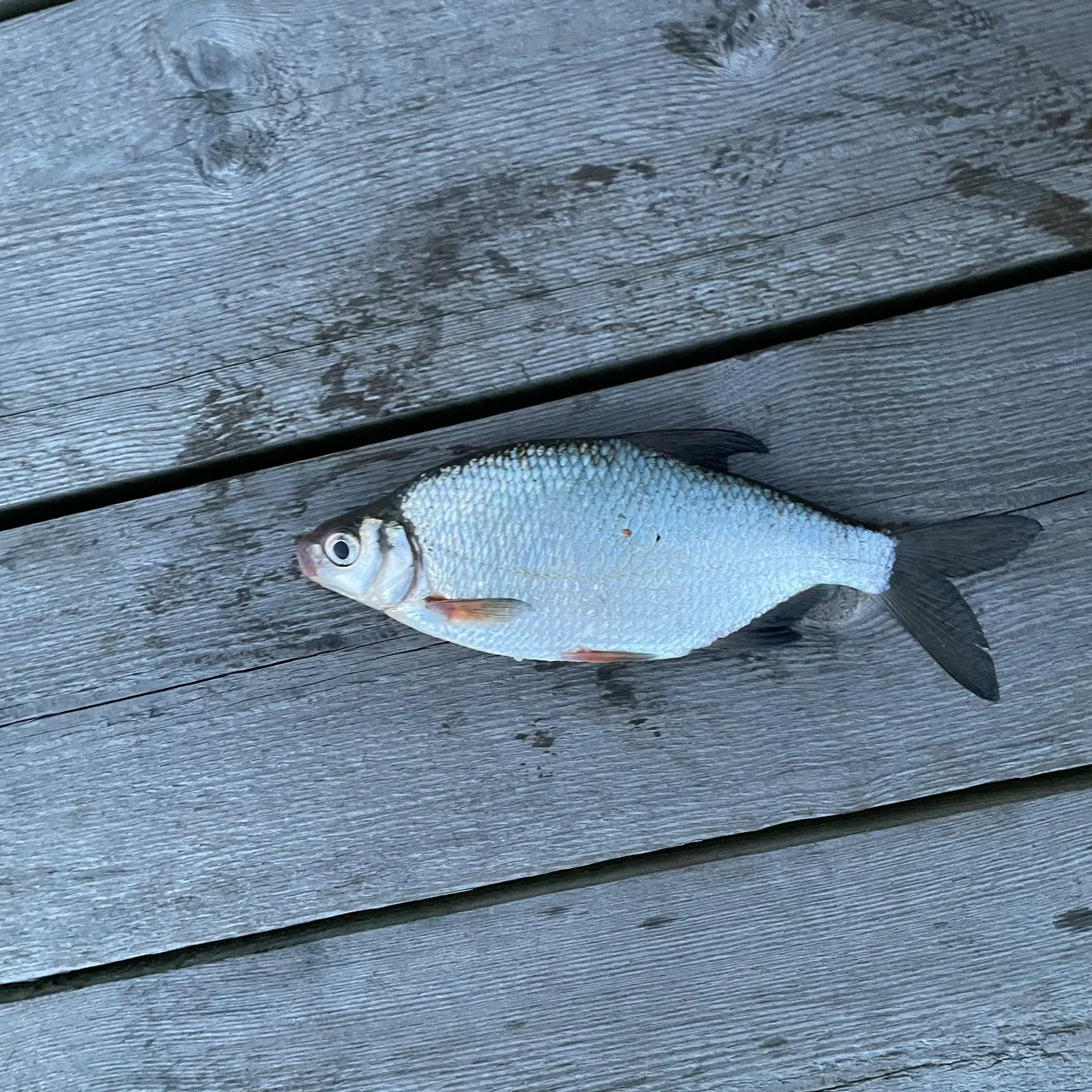 White bream caught on Fishbrain