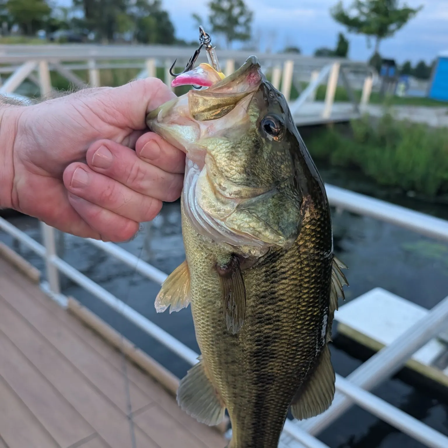 Largemouth bass caught on Fishbrain