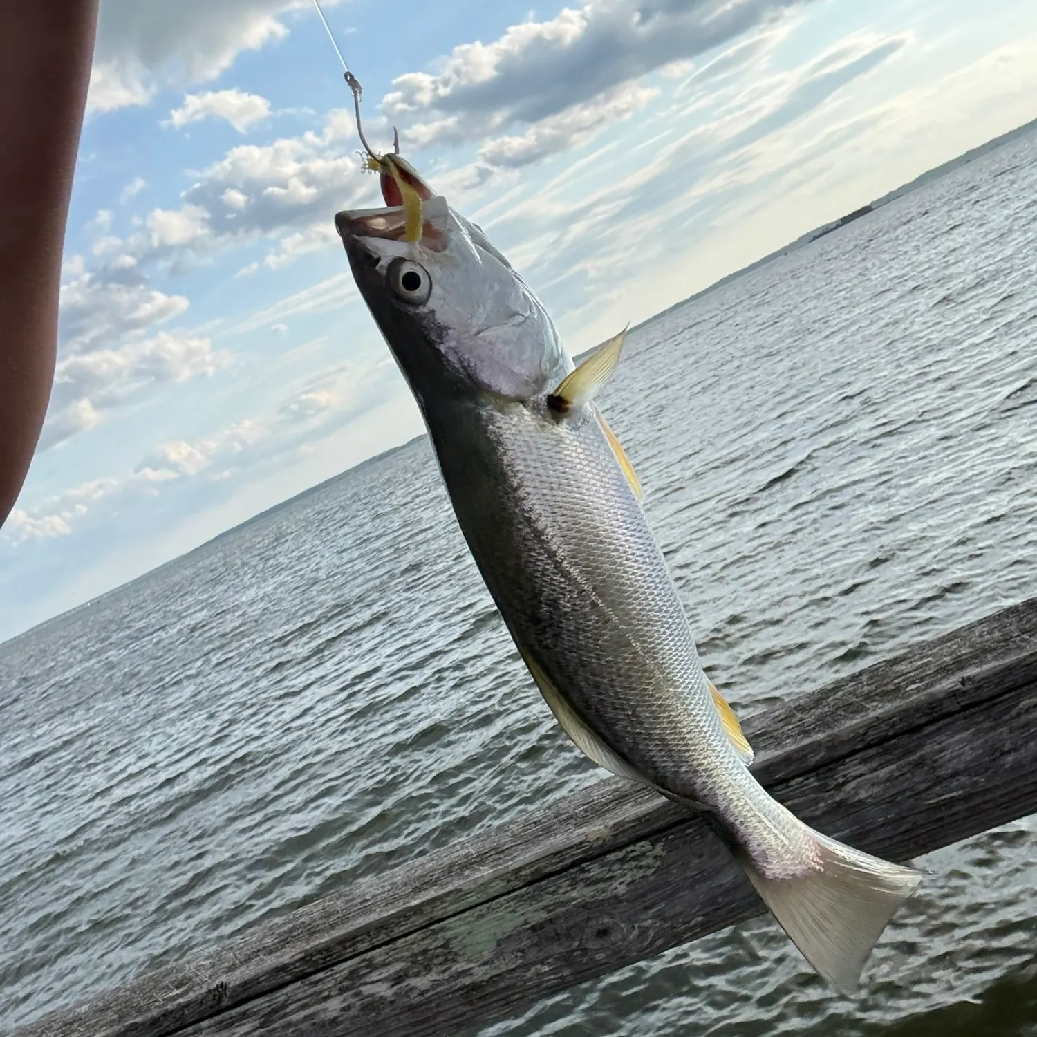 Gray weakfish caught on Fishbrain