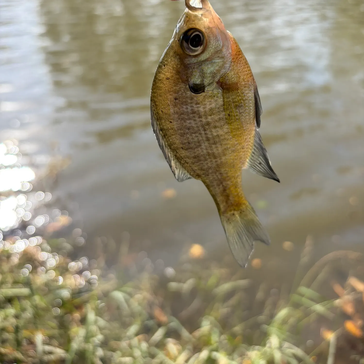 Bluegill caught on Fishbrain