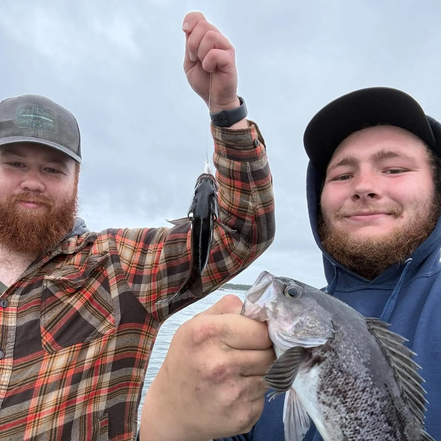 Black rockfish caught on Fishbrain