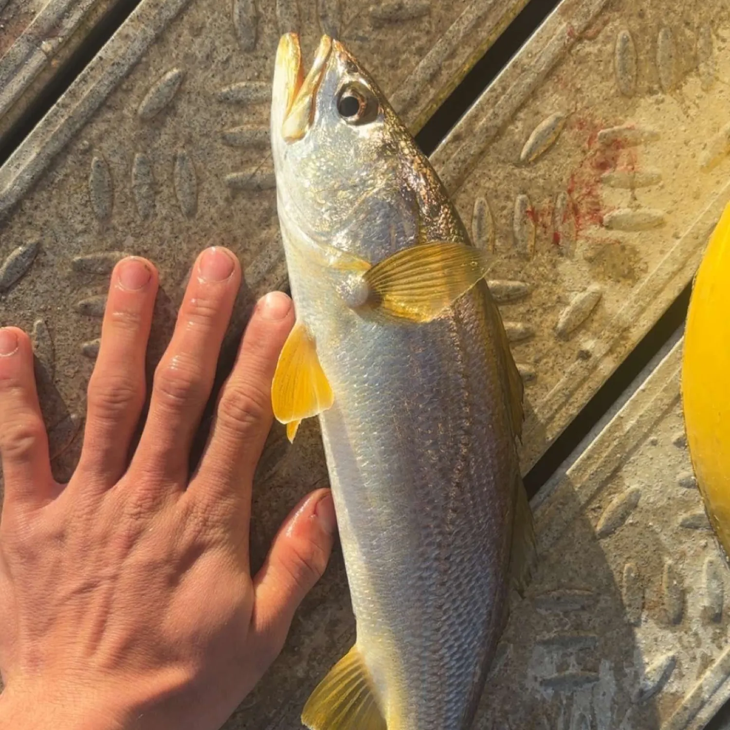 The most recent Sand seatrout catches on Fishbrain
