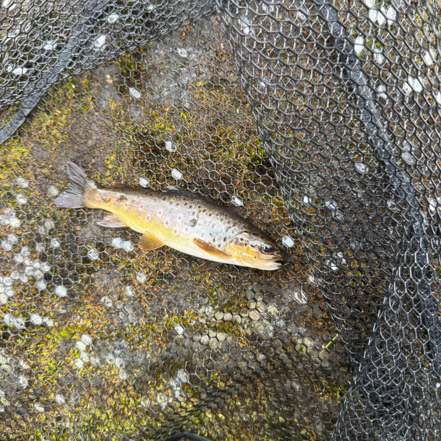 Brown trout caught on Fishbrain