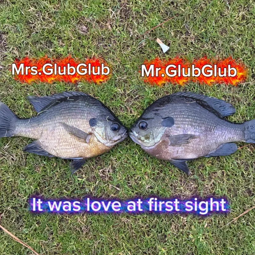 The most recent Bluegill catches on Fishbrain