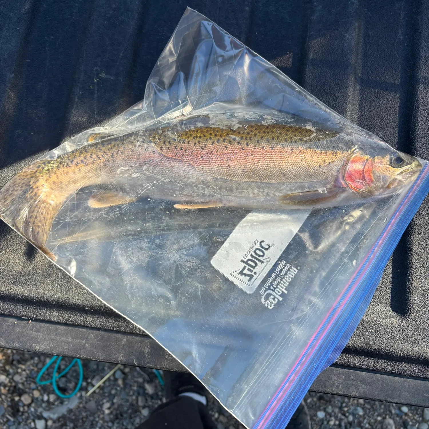 Rainbow trout caught on Fishbrain