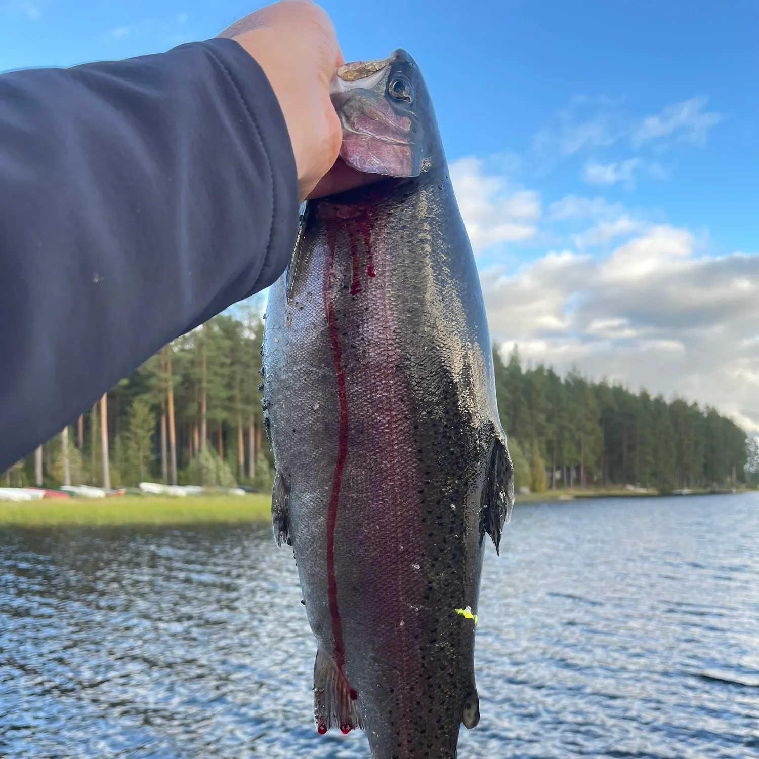 Rainbow trout caught on Fishbrain