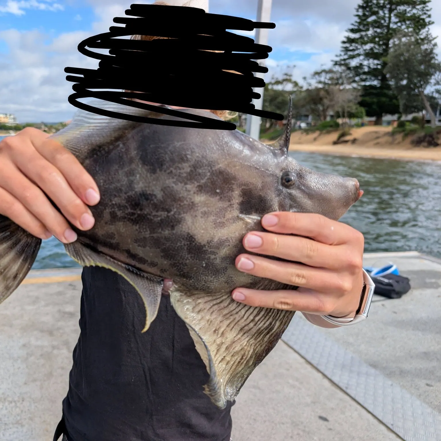 The most recent Fan-bellied leatherjacket catches on Fishbrain