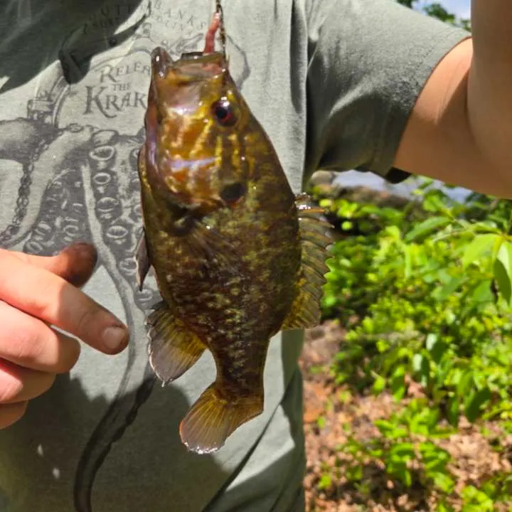 The most recent Warmouth catches on Fishbrain