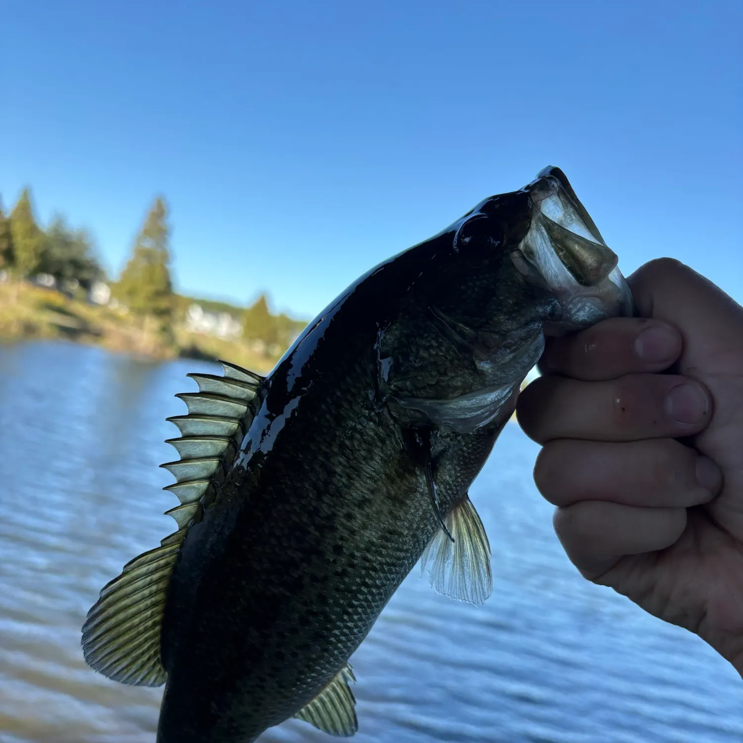 Largemouth bass caught on Fishbrain