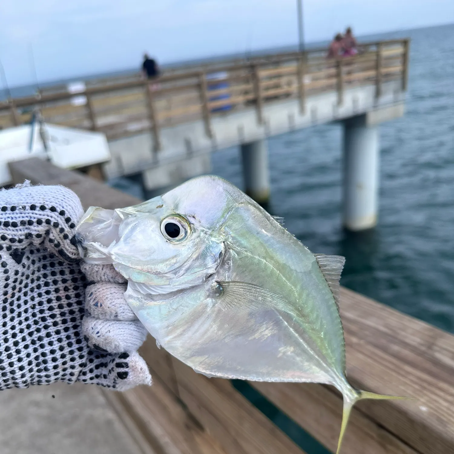 The most recent Lookdown catches on Fishbrain