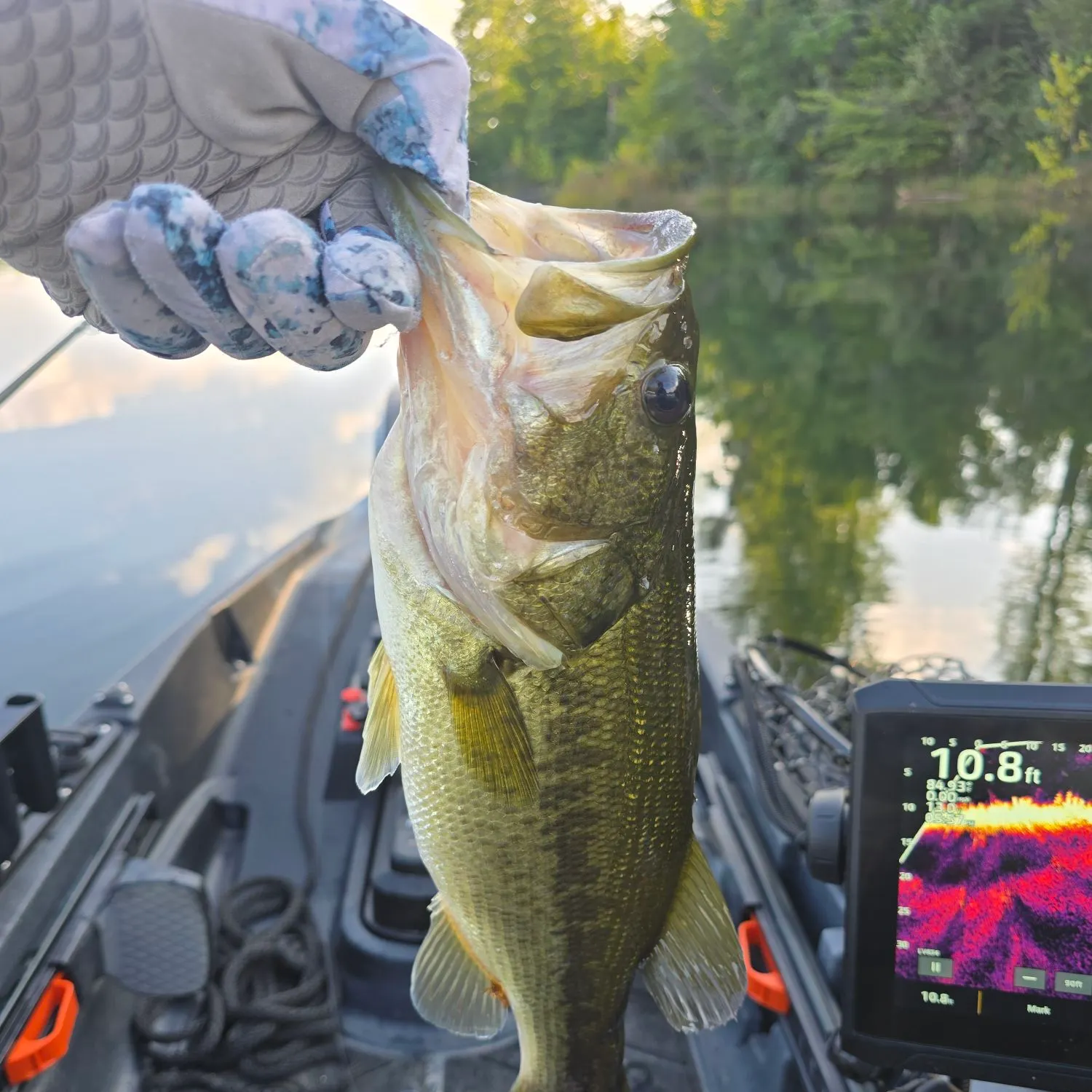 Largemouth bass caught on Fishbrain