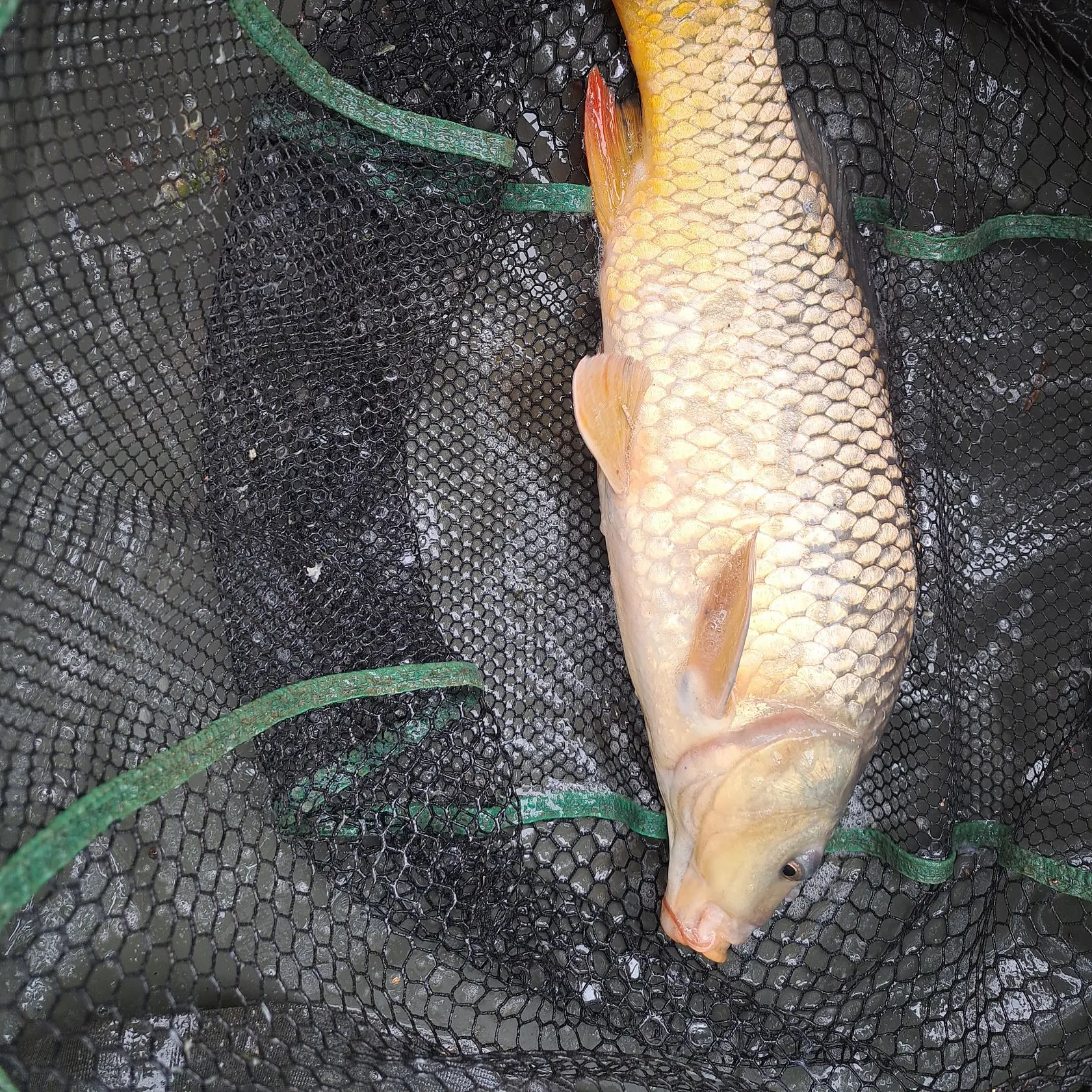 Common carp caught on Fishbrain