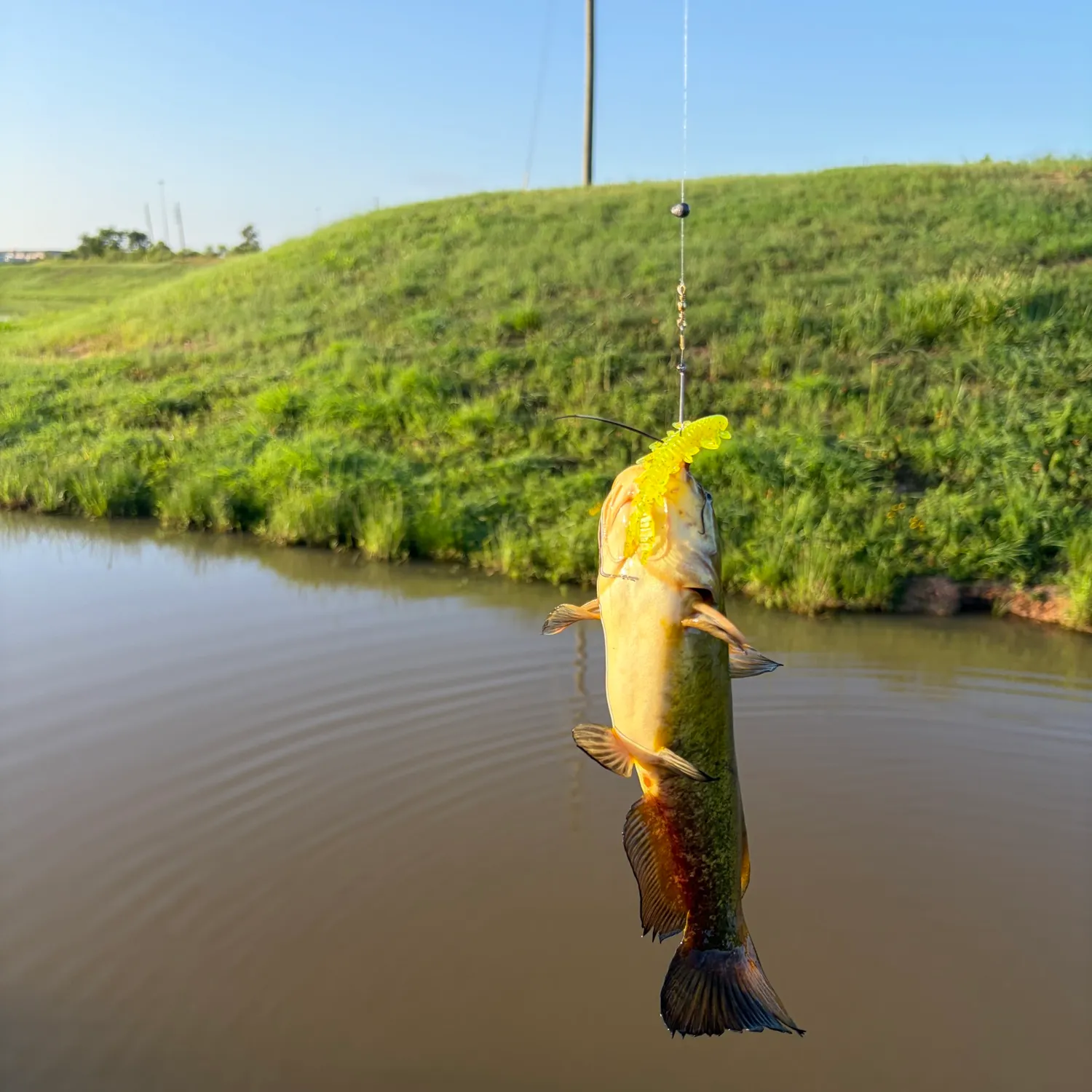 Yellow bullhead caught on Fishbrain