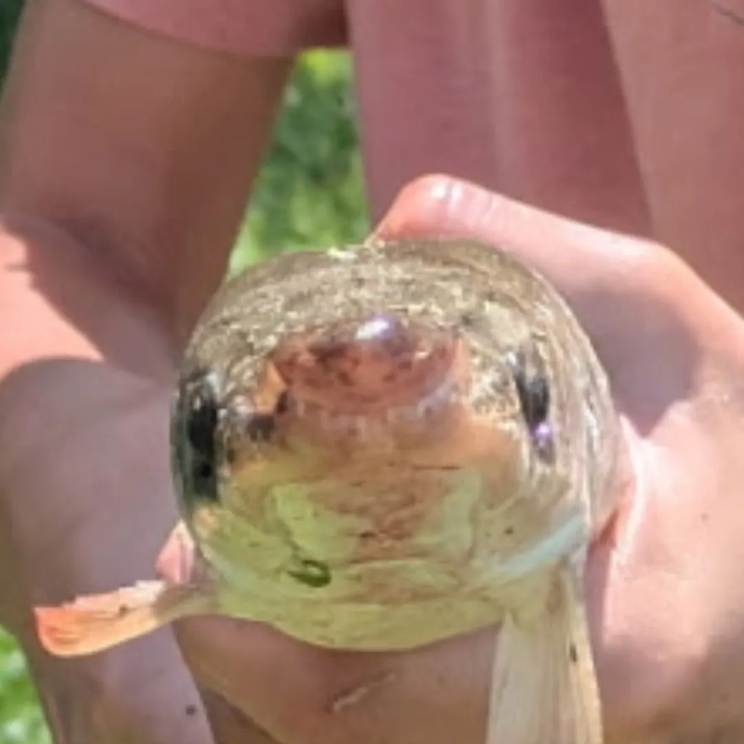 The most recent Florida gar catches on Fishbrain