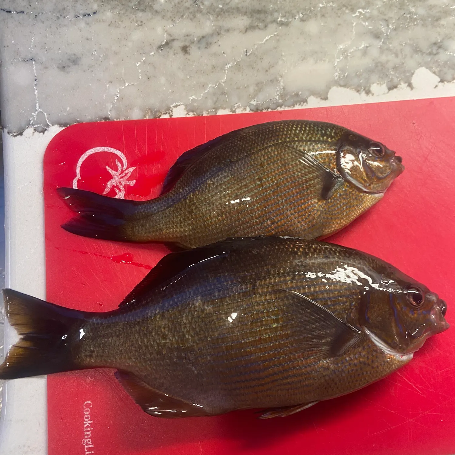 recently logged catches