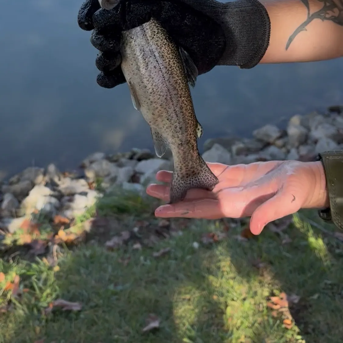 Rainbow trout caught on Fishbrain