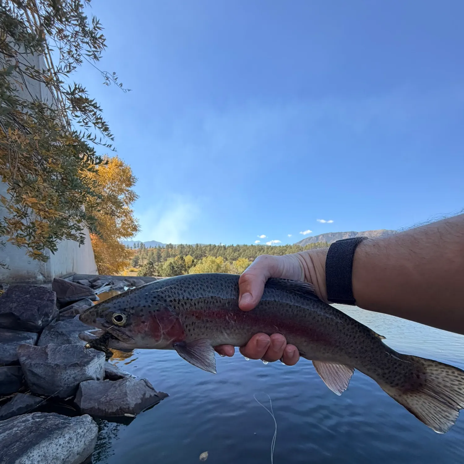 Rainbow trout caught on Fishbrain