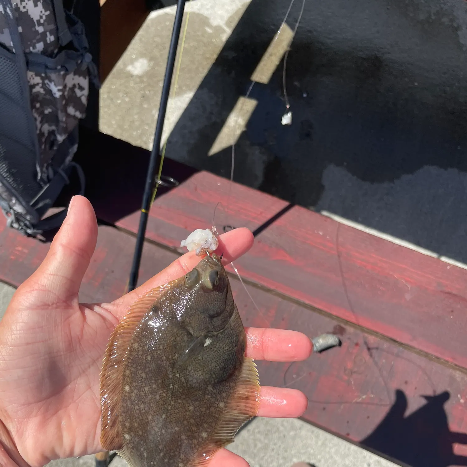 The most recent Northern rock sole catches on Fishbrain