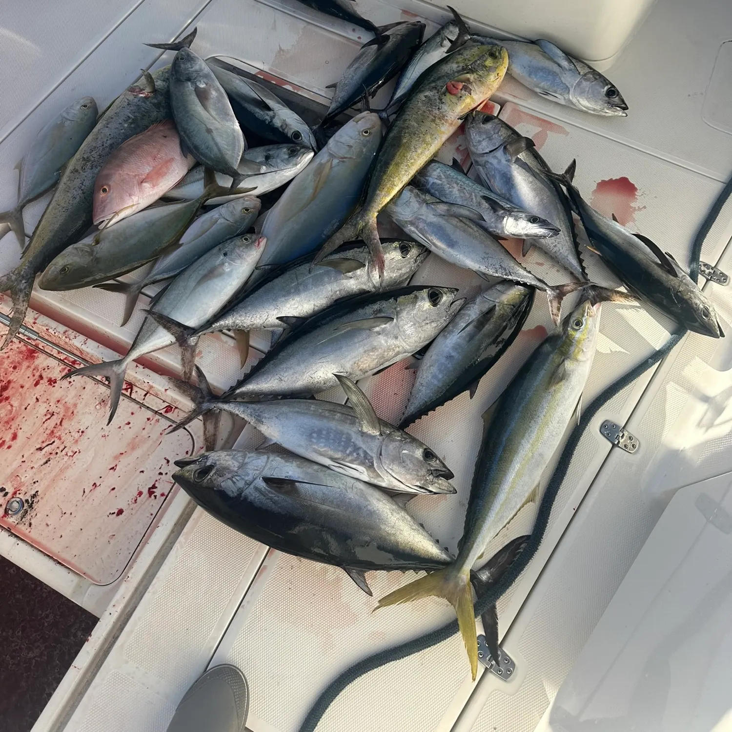 The most recent Blackfin tuna catches on Fishbrain