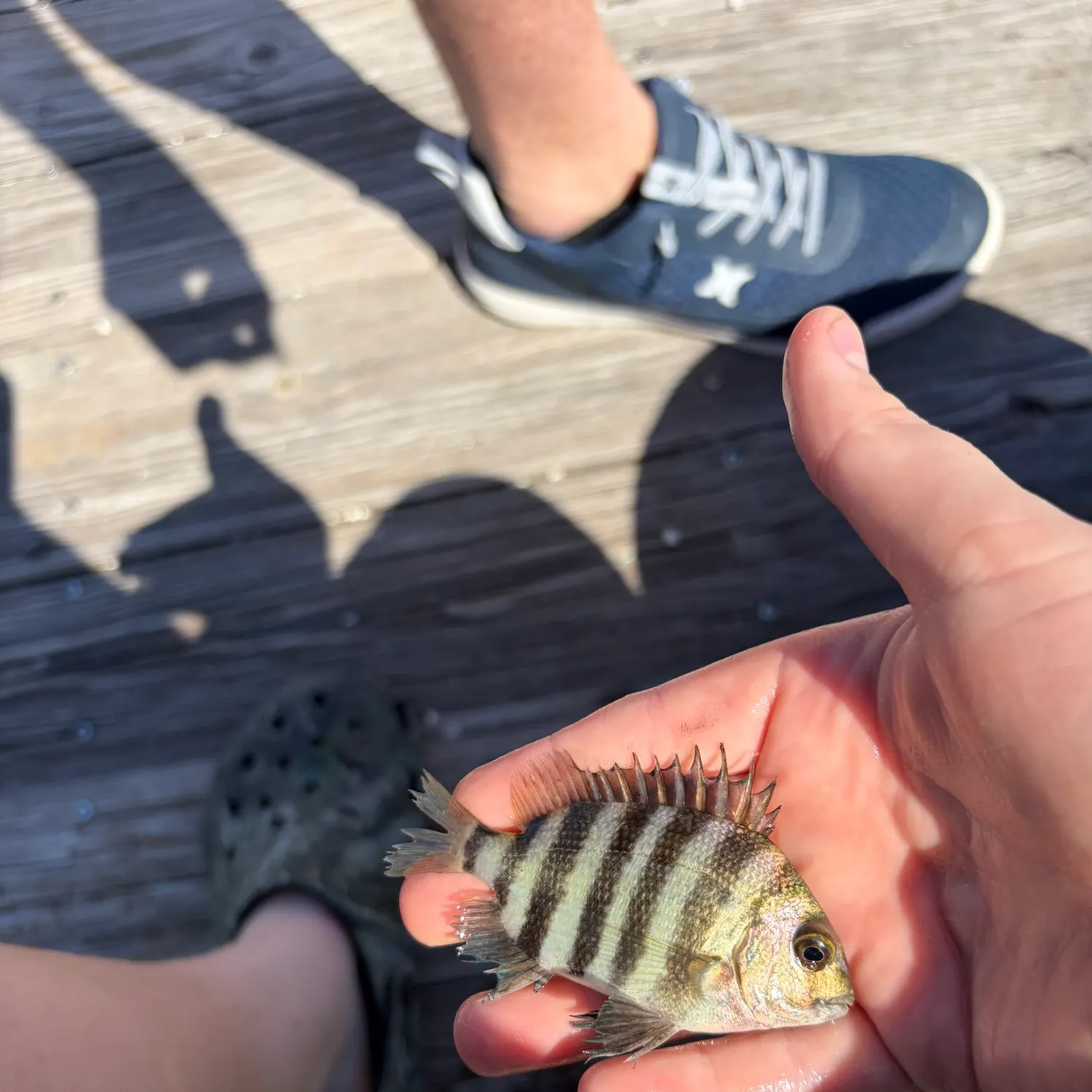 Sheepshead caught on Fishbrain