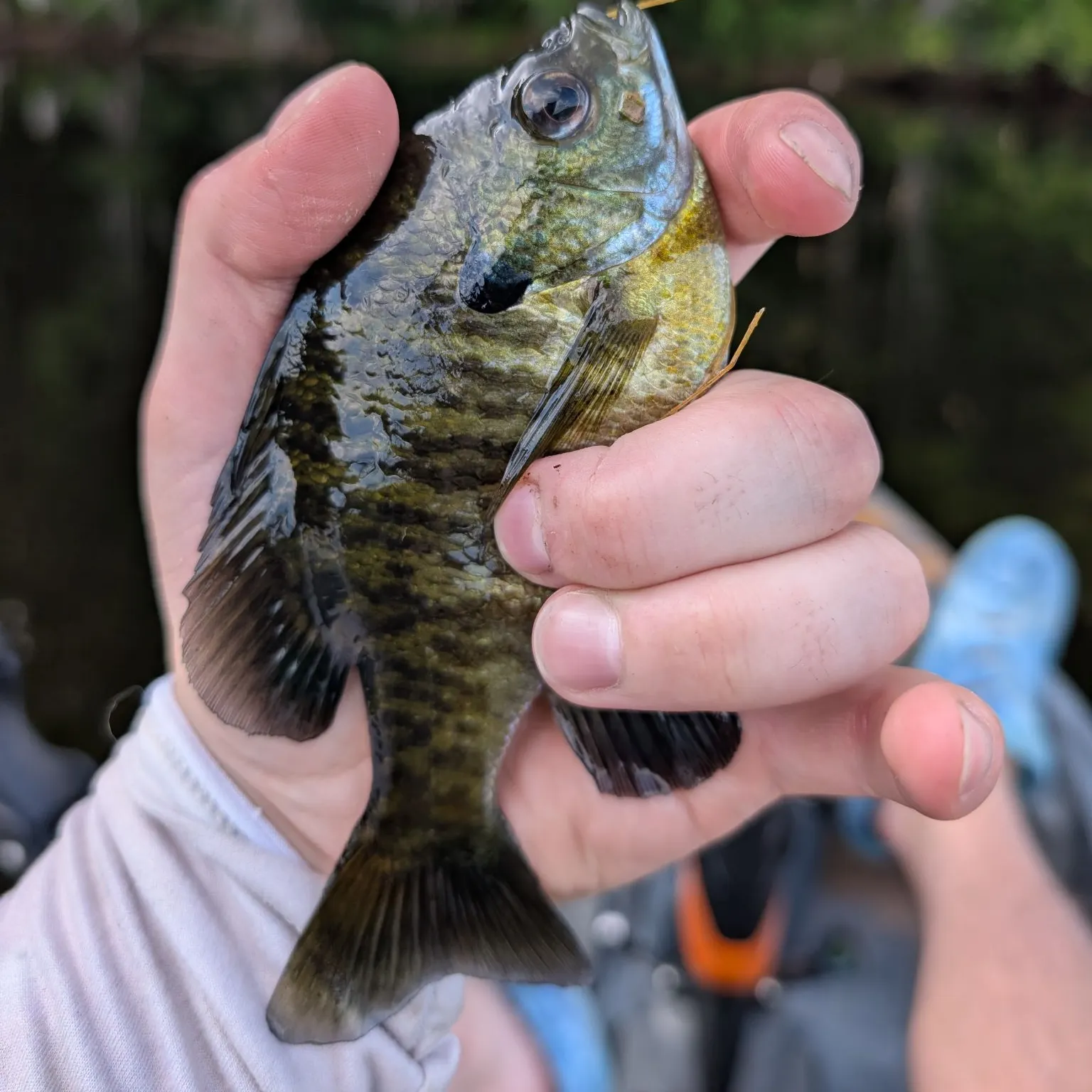 Bluegill caught on Fishbrain