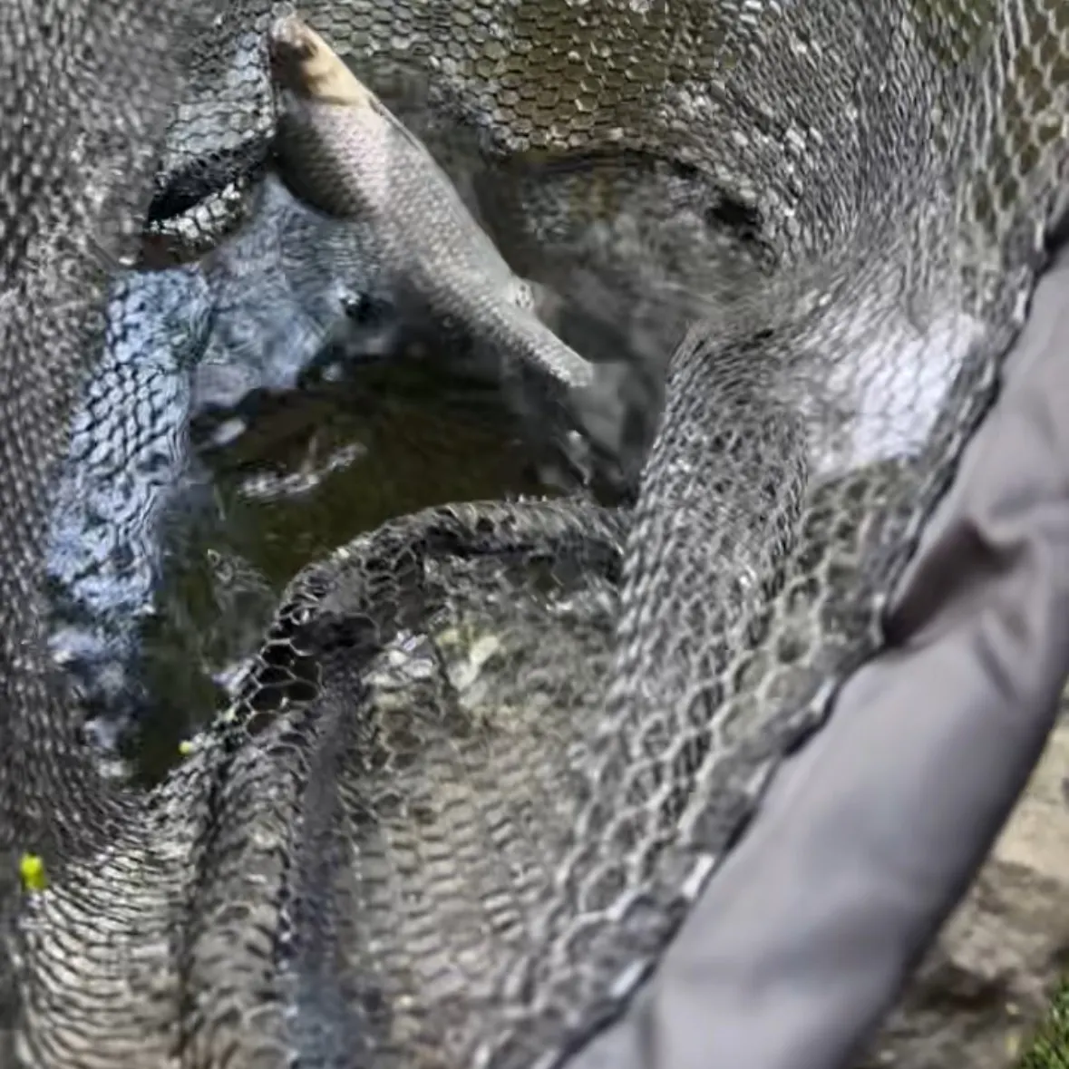 Common roach caught on Fishbrain