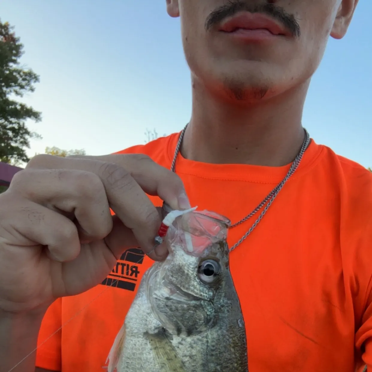 Black crappie caught on Fishbrain