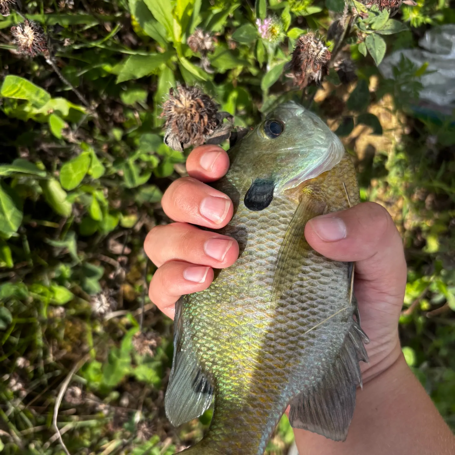 Bluegill caught on Fishbrain