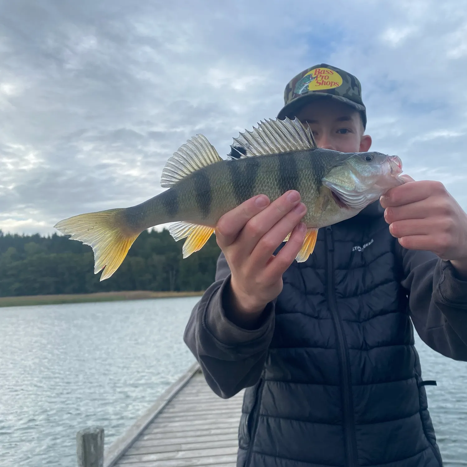 European perch caught on Fishbrain