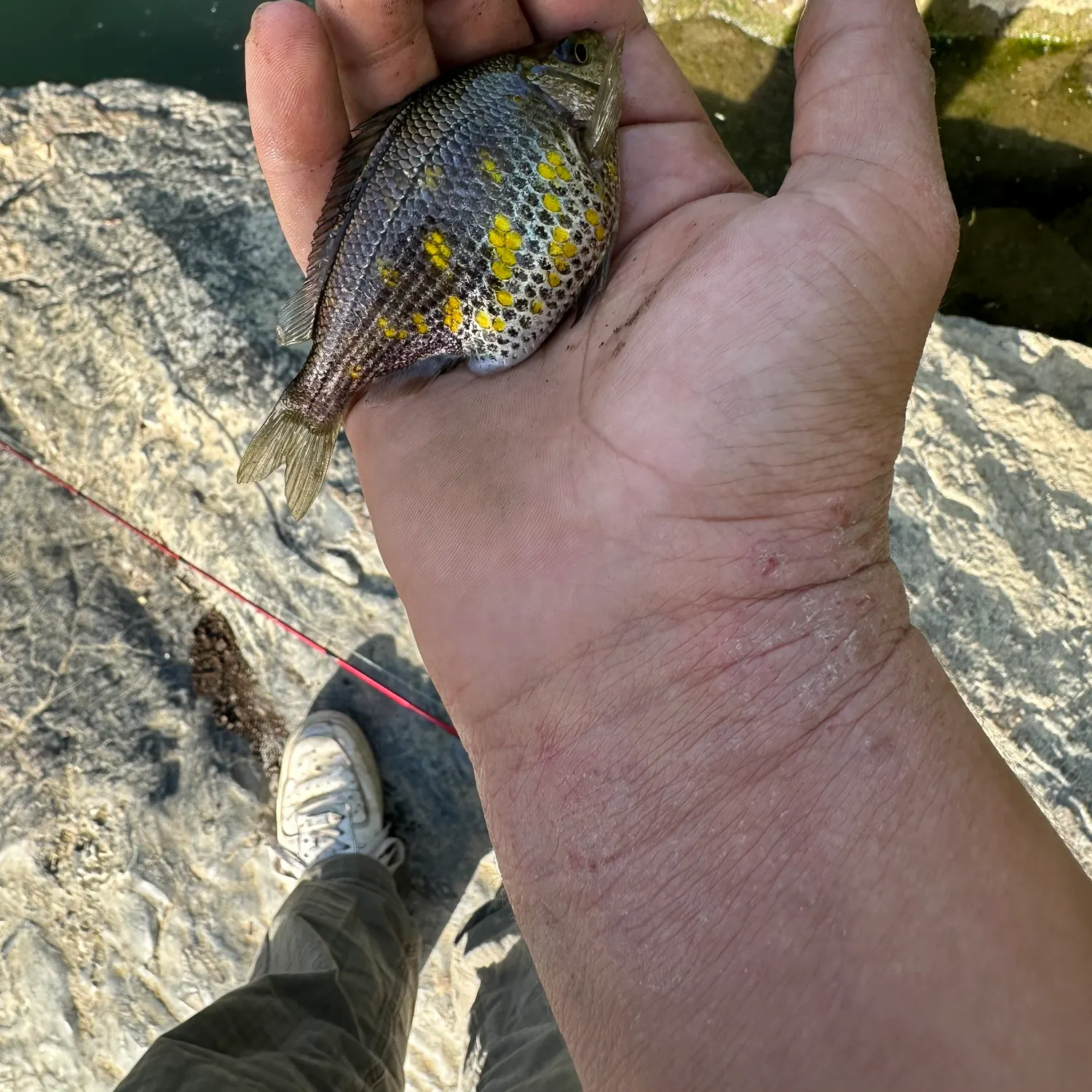 The most recent Tule perch catches on Fishbrain
