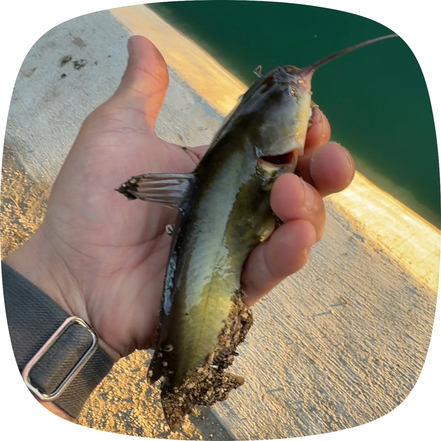 Channel catfish caught on Fishbrain