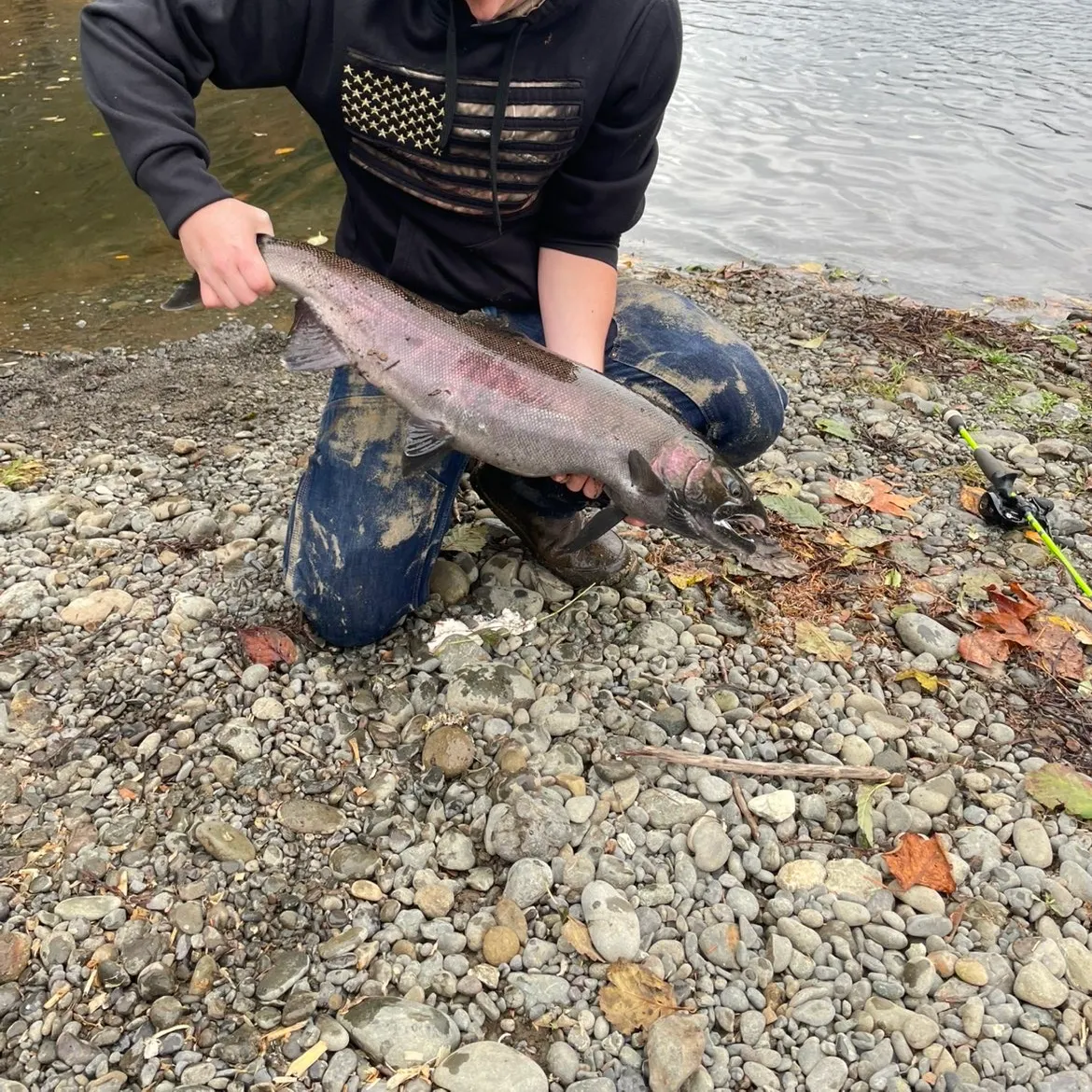 The most recent Coho salmon catches on Fishbrain
