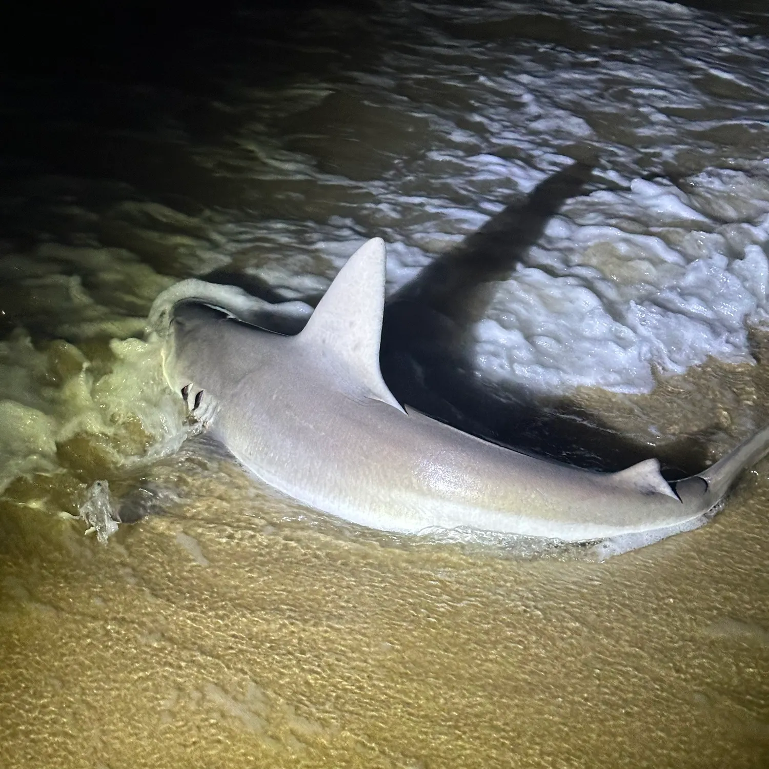Copper shark caught on Fishbrain