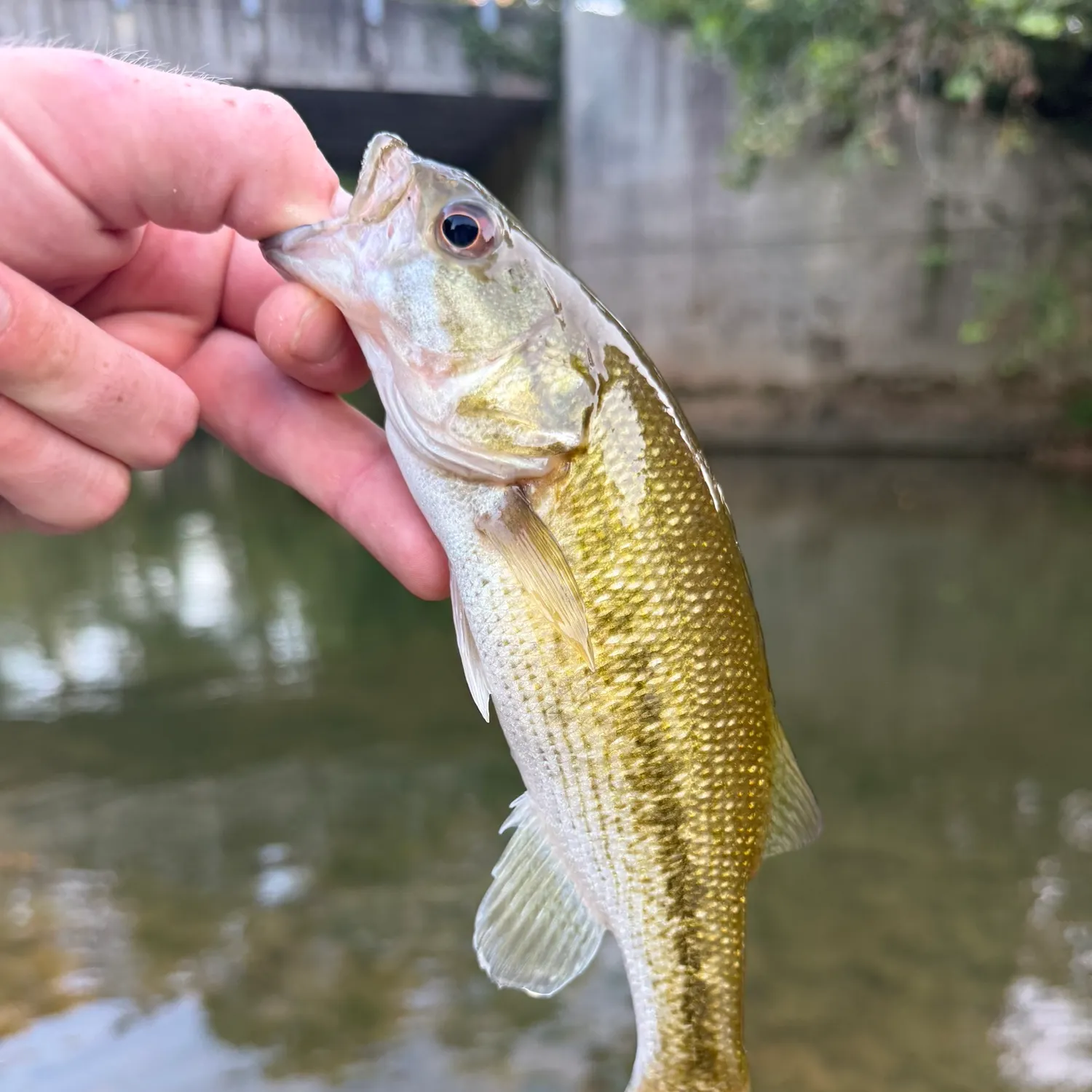 Spotted bass caught on Fishbrain