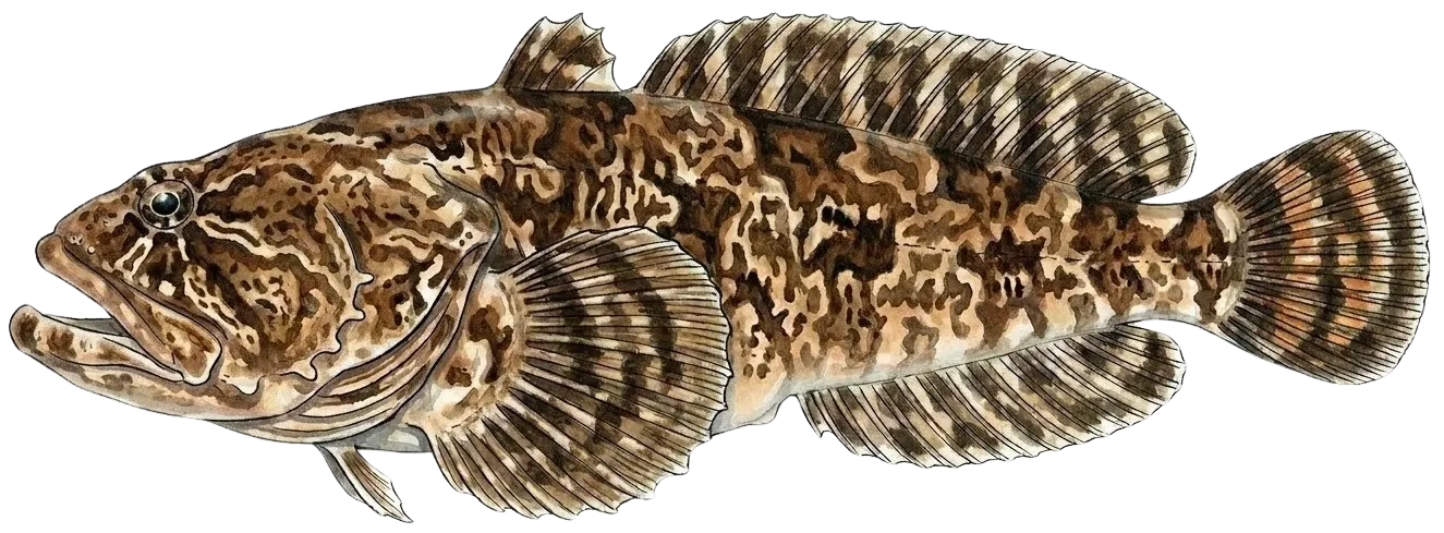 Gulf toadfish