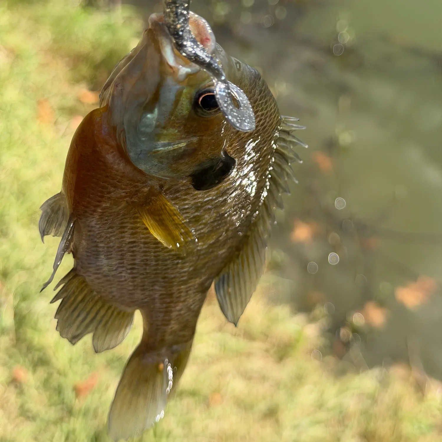 Bluegill caught on Fishbrain