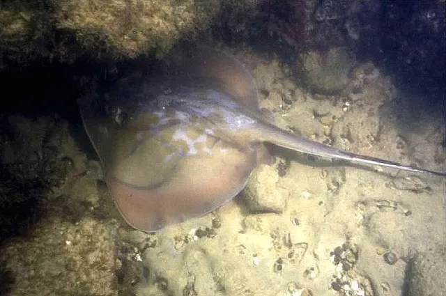 Marbled stingray