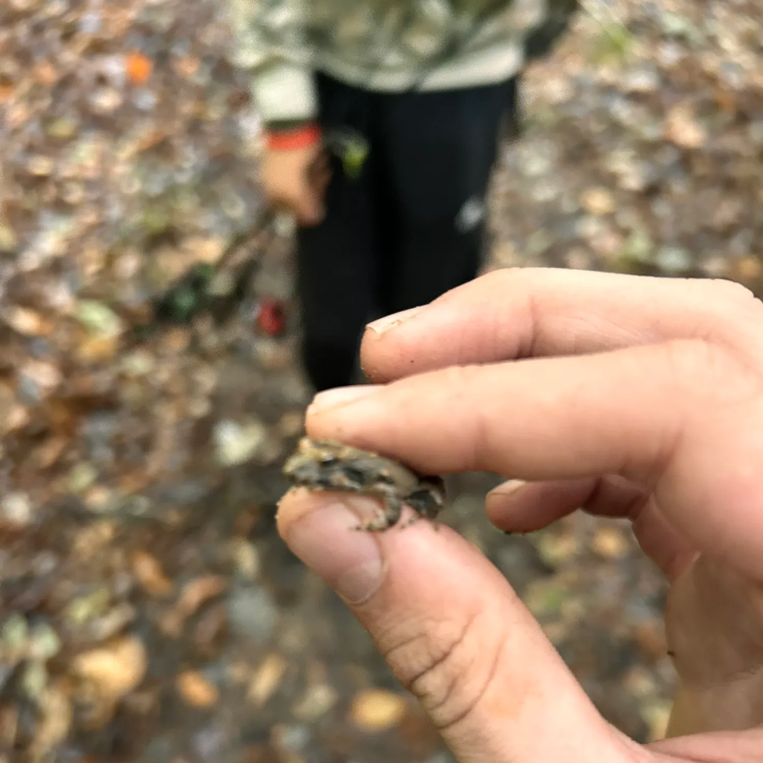 The most recent Pig frog catches on Fishbrain