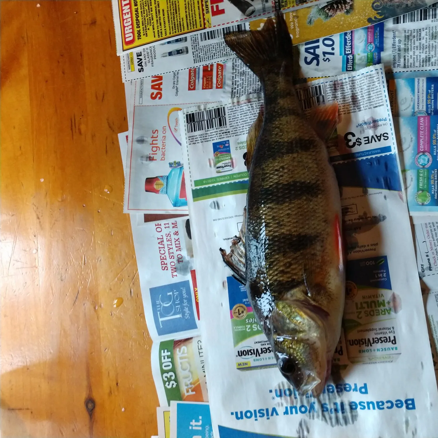 recently logged catches