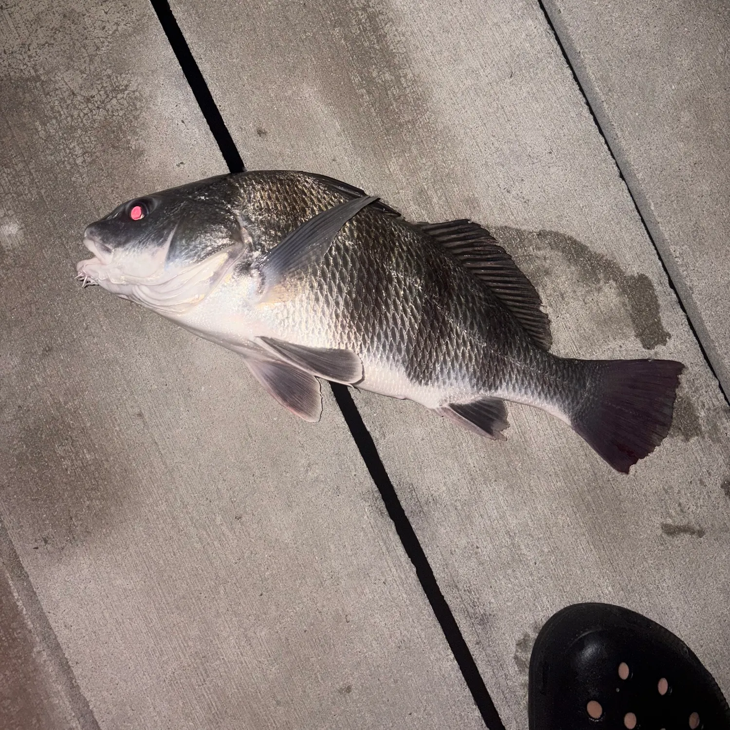 Black drum caught on Fishbrain