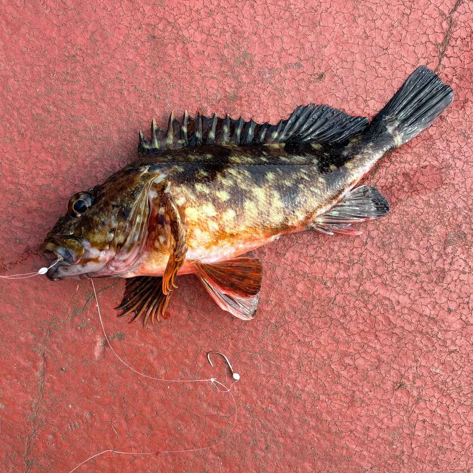 The most recent Pygmy scorpionfish catches on Fishbrain