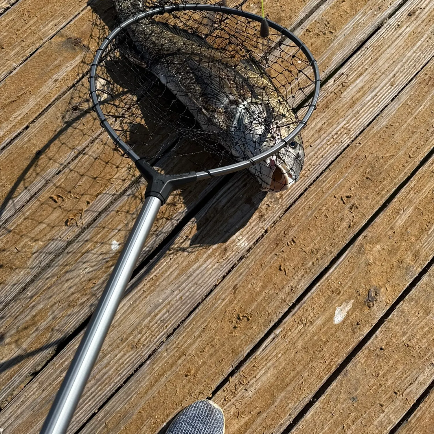 Black drum caught on Fishbrain