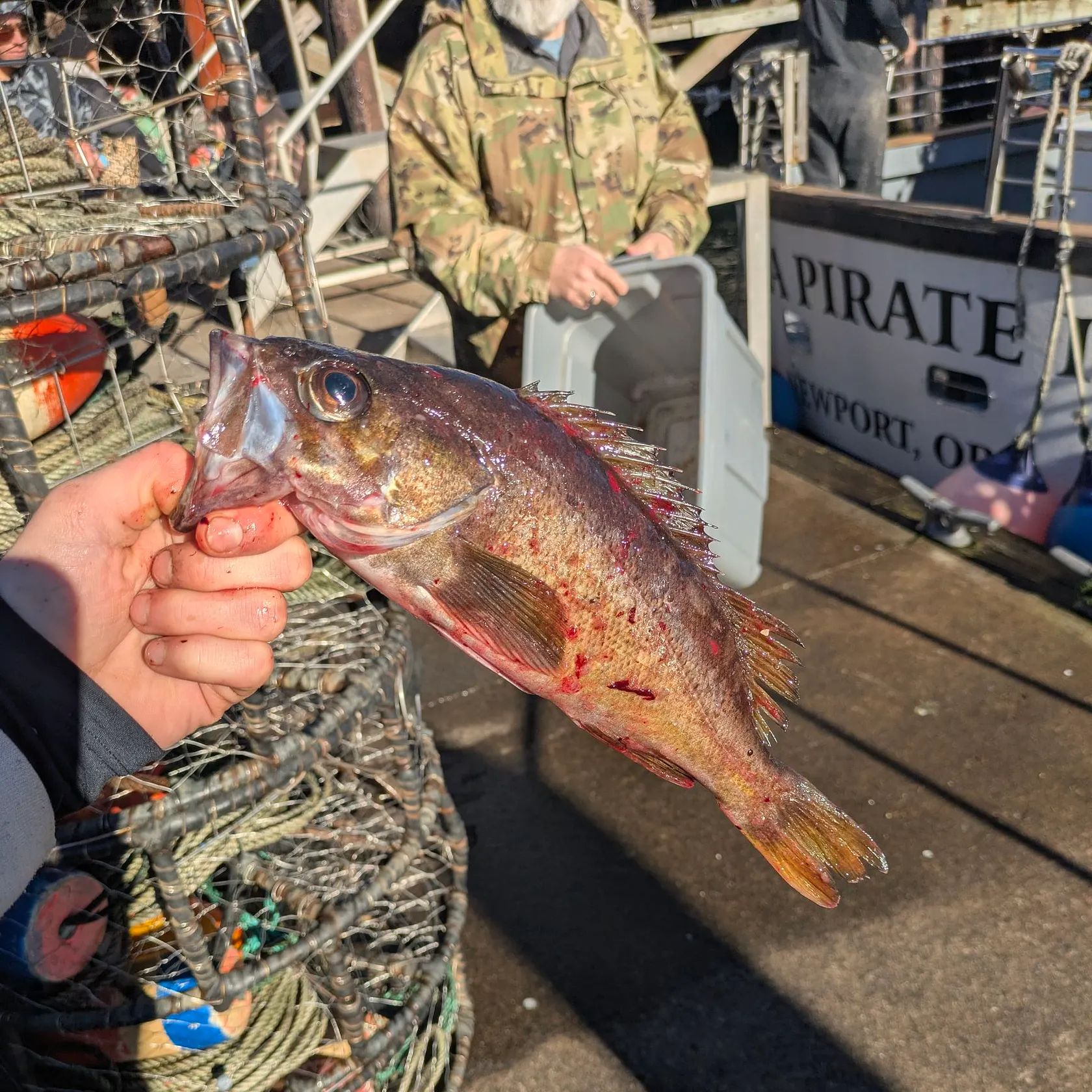 The most recent Vermilion rockfish catches on Fishbrain