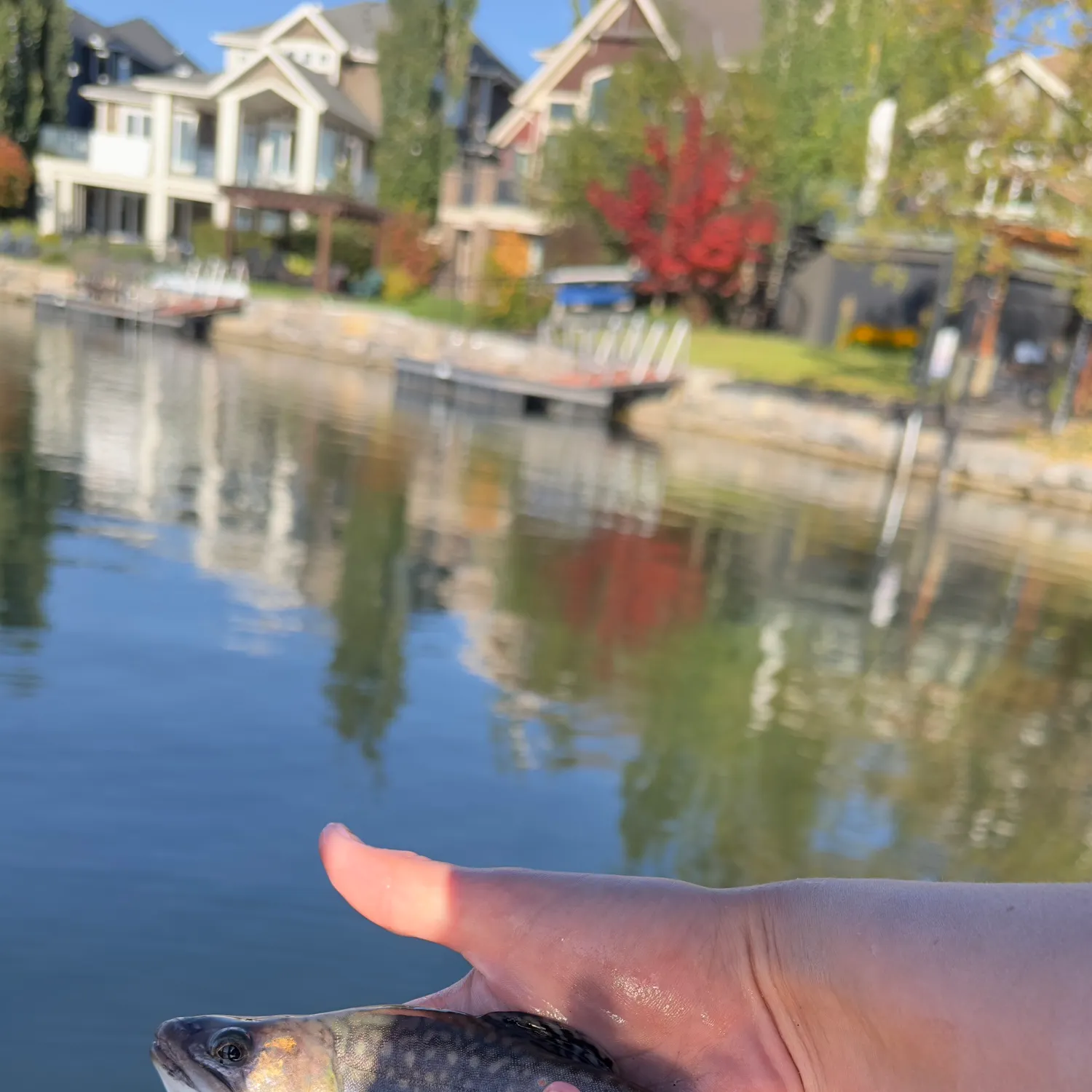 Brook trout caught on Fishbrain