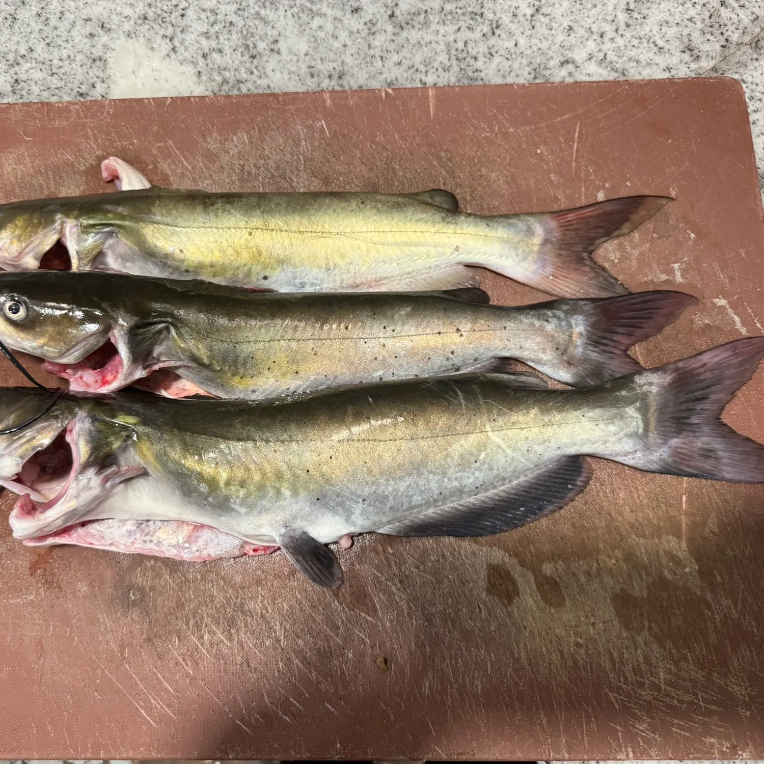 recently logged catches