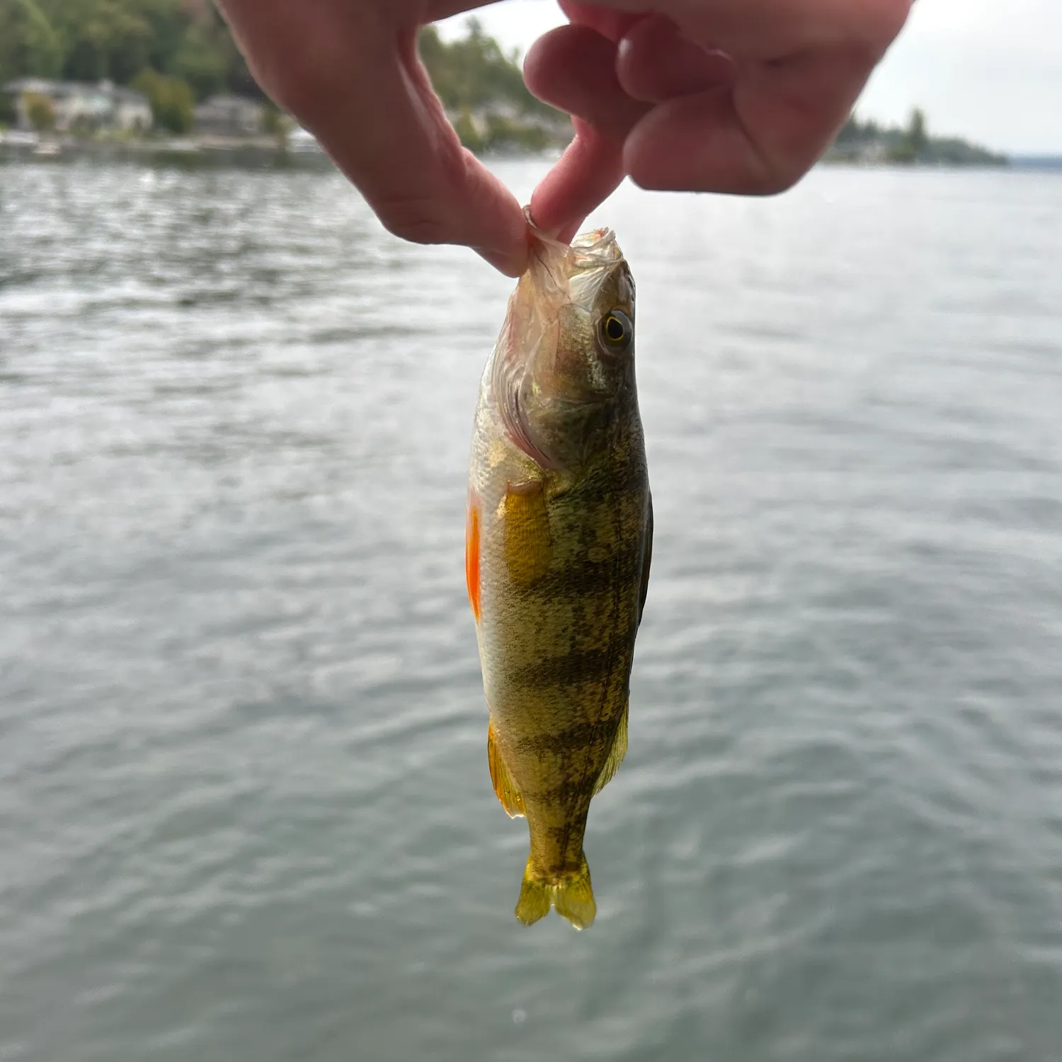 Yellow perch caught on Fishbrain