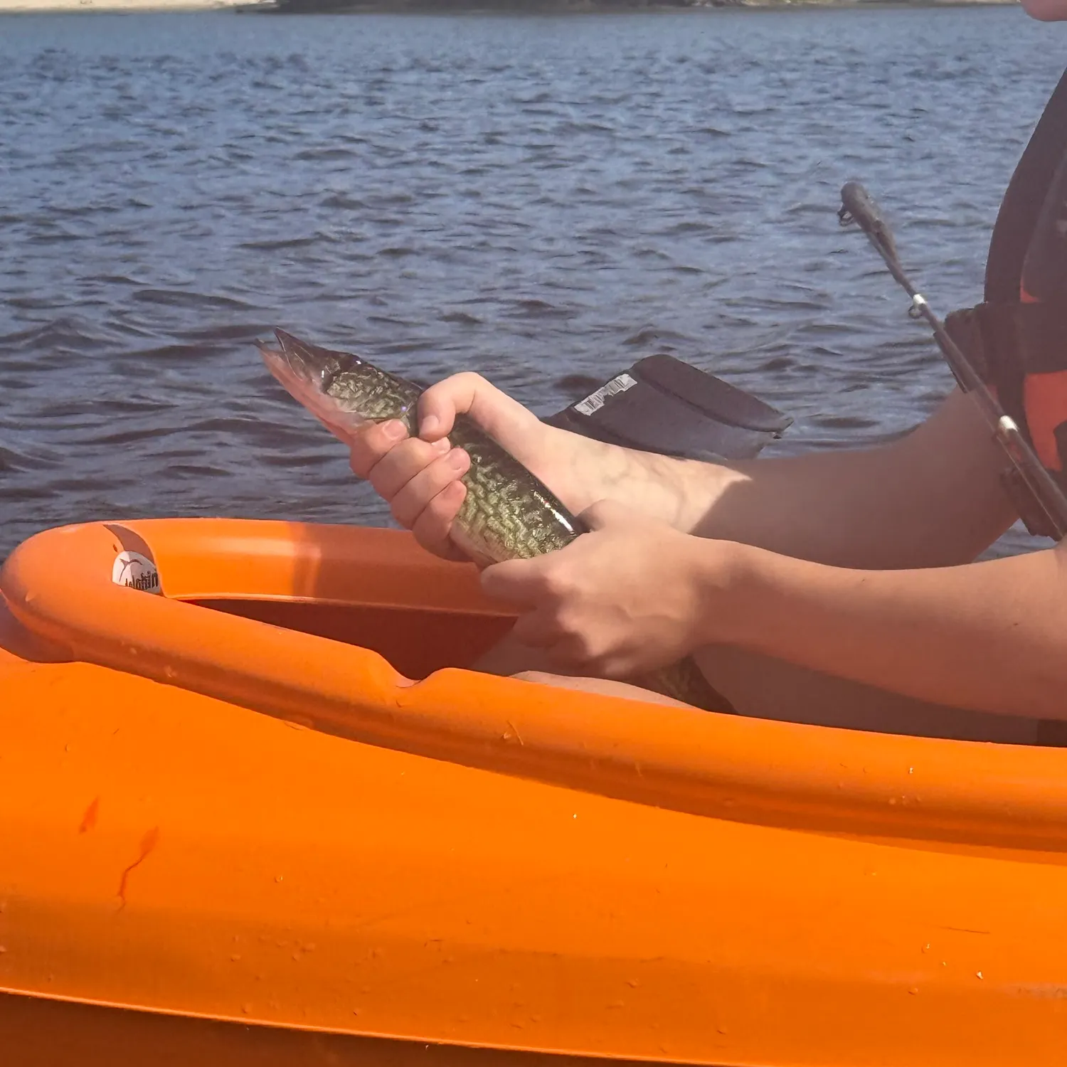 Fish caught on Fishbrain